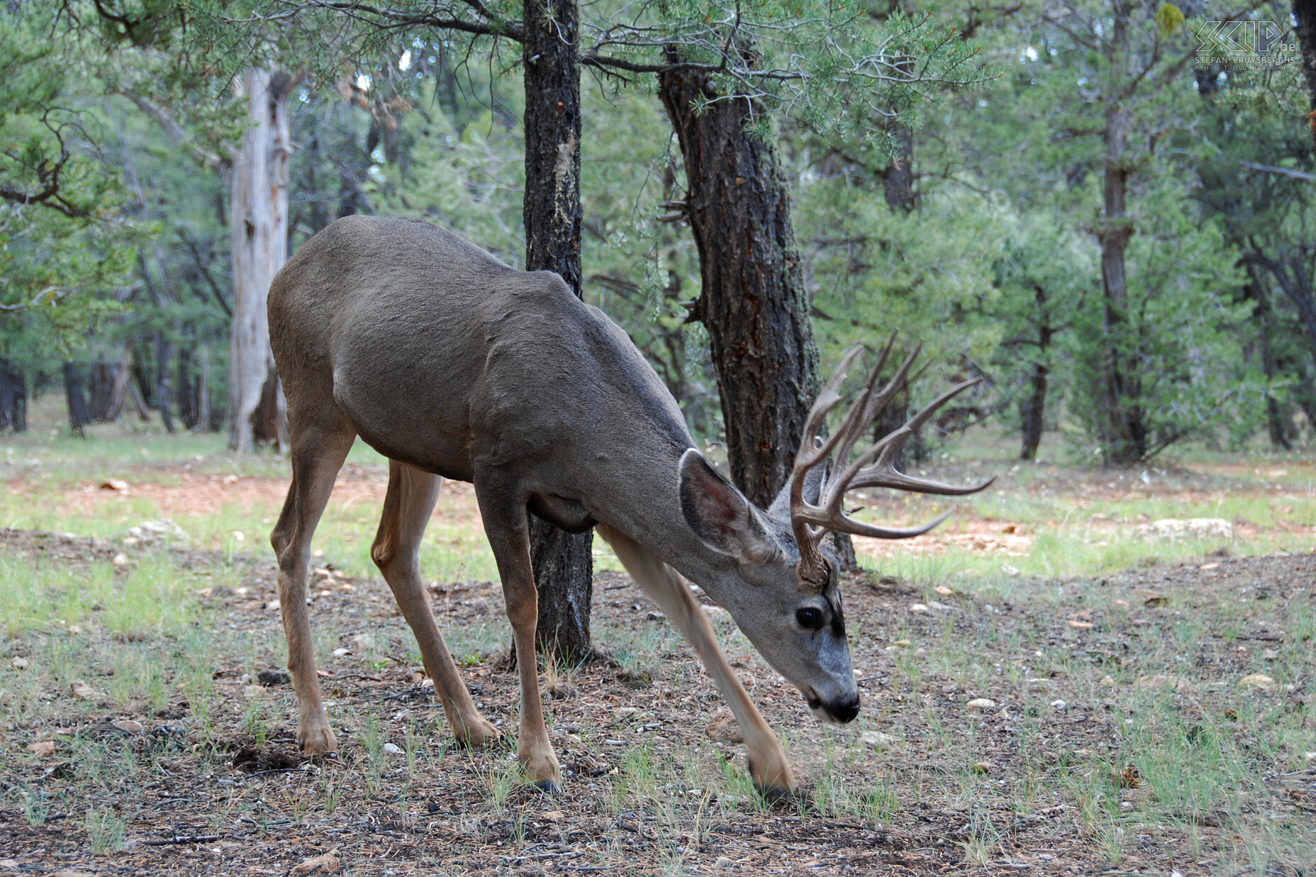 Grand Canyon - Mule Deer  Stefan Cruysberghs